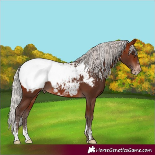 Horse Color:Powder White Silver Bay Mushroom Appaloosa 