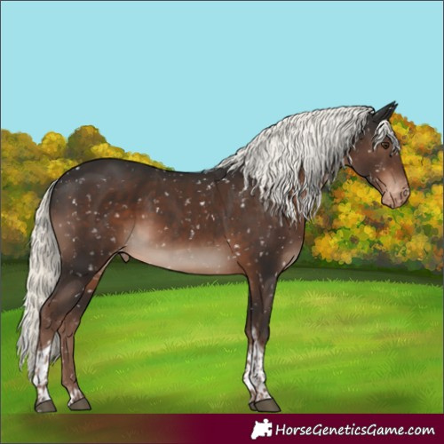 Horse Color:Liver Chestnut Mushroom Tobiano Skewed Appaloosa Rabicano