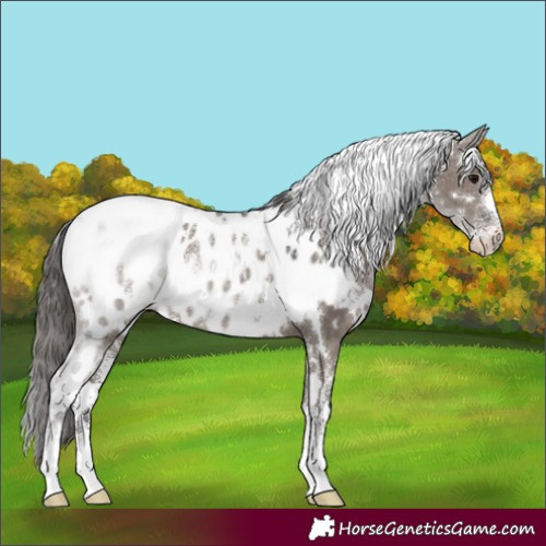 Horse Color:Powder White White Spotted Smoky Grullo Appaloosa Rabicano