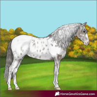 Horse Color:Powder White White Spotted Smoky Grullo Near Leopard Rabicano 