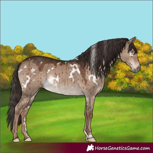 Horse Color:White Spotted Liver Red Dun Rabicano Brindle