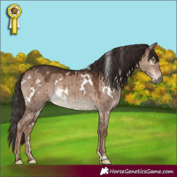 Horse Color:White Spotted Liver Red Dun Rabicano Brindle 