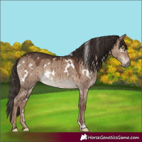 Horse Color:White Spotted Liver Red Dun Rabicano Brindle 
