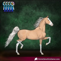 Horse Color:Silver Amber Champagne Splash 