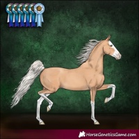 Horse Color:Silver Amber Champagne Splash