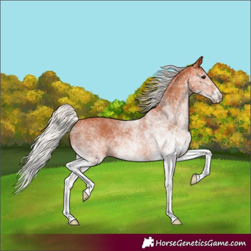 Horse Color:White Spotted Silver Bay 