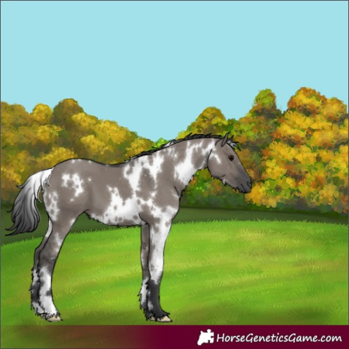 Horse Color:White Spotted Grullo