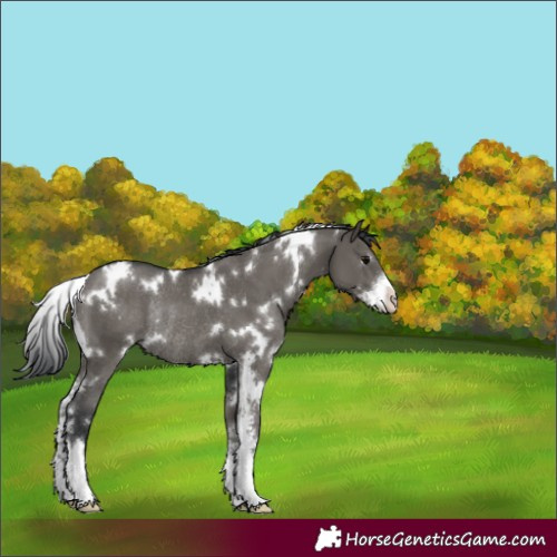 Horse Color:White Spotted Grullo Sabino Rabicano 