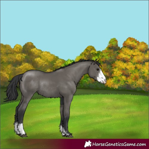 Horse Color:Grullo Sabino Rabicano 