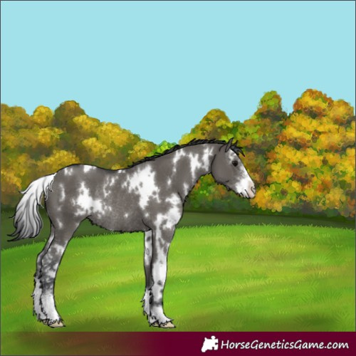 Horse Color:White Spotted Grullo Sabino Rabicano 