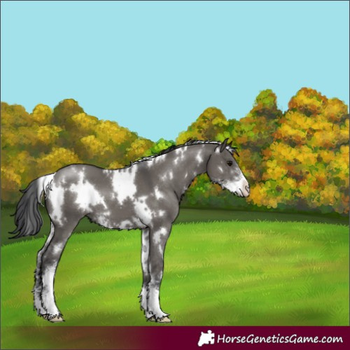 Horse Color:White Spotted Grullo Sabino