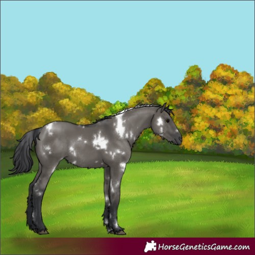Horse Color:White Spotted Grullo Rabicano 