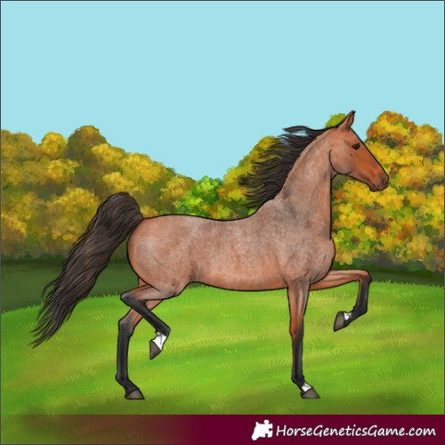 Horse Color:Bay Roan 