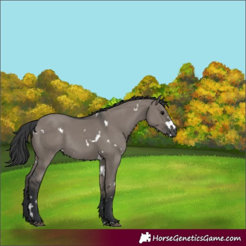 Horse Color:White Spotted Grullo Rabicano 