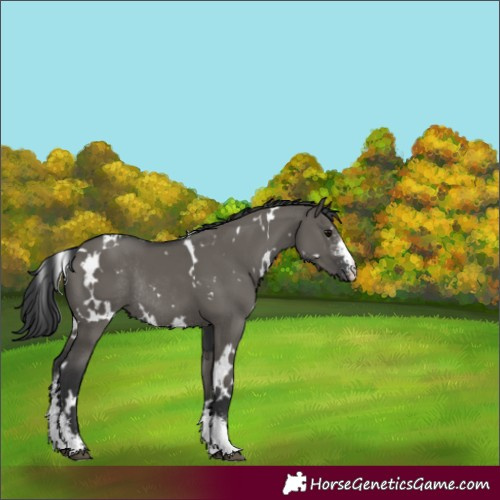 Horse Color:White Spotted Grullo Sabino Rabicano 