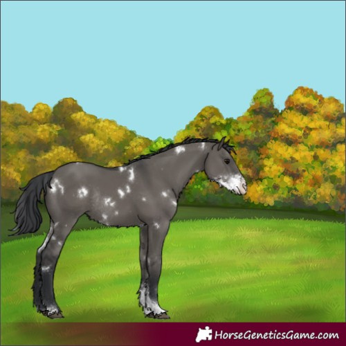Horse Color:White Spotted Grullo Sabino Rabicano 
