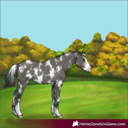 Horse Color:White Spotted Grullo Sabino Rabicano