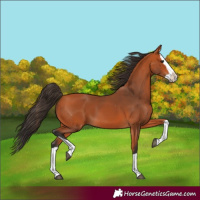 Horse Color:Bay Splash