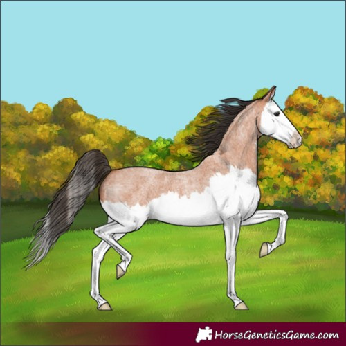 Horse Color:Bay Roan Splash 