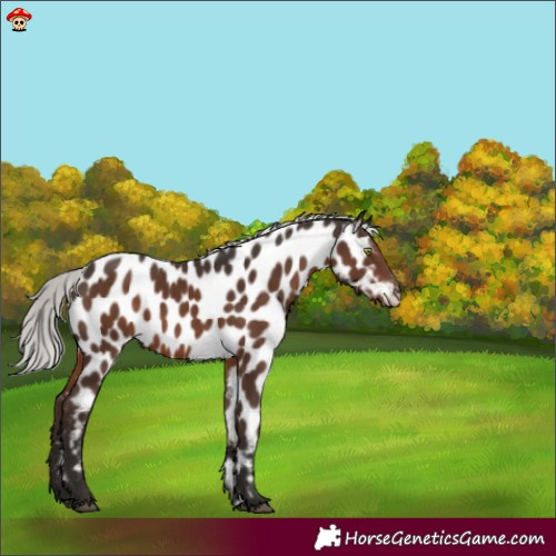 Horse Color:Liver Chestnut Mushroom Appaloosa