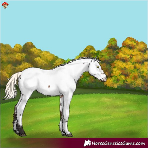 Horse Color:Liver Chestnut Mushroom Appaloosa