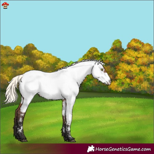 Horse Color:Liver Chestnut Mushroom Appaloosa 