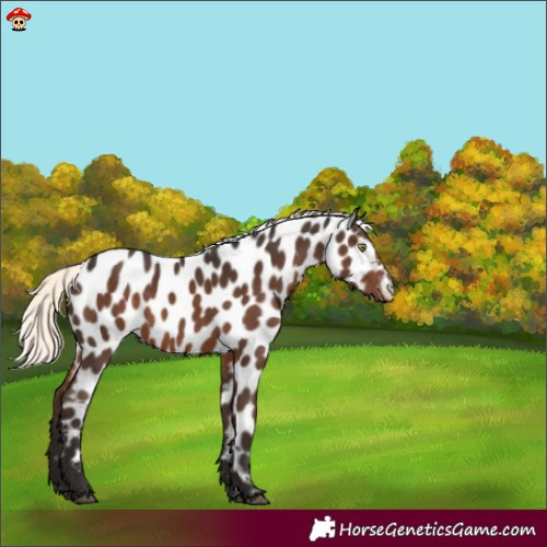 Horse Color:Liver Chestnut Mushroom Appaloosa