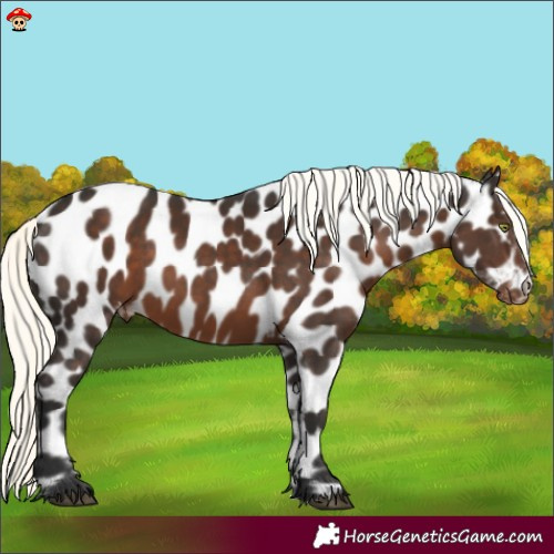 Horse Color:Liver Chestnut Mushroom Appaloosa 