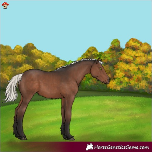 Horse Color:Liver Chestnut Mushroom 