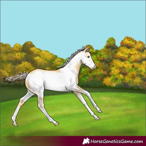 Horse Color:Palomino Dun Sabino Frame