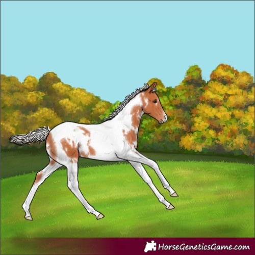 Horse Color:White Spotted Silver Bay Tobiano 