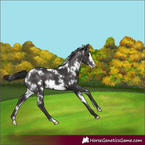 Horse Color:White Spotted Smoky Black Frame