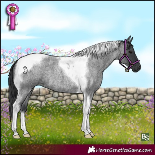 Horse Color:Blue Roan Tobiano 