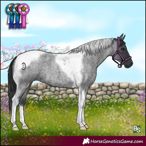 Horse Color:Blue Roan Tobiano 