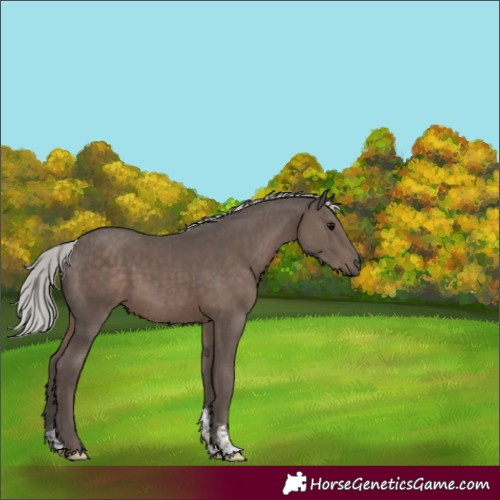 Horse Color:Silver Black Mushroom Sabino
