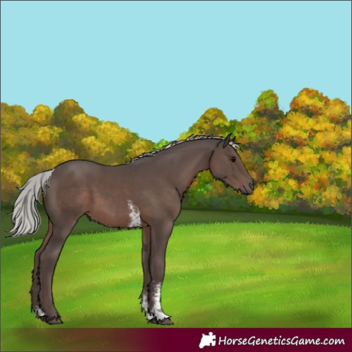 Horse Color:Silver Black Mushroom Sabino 