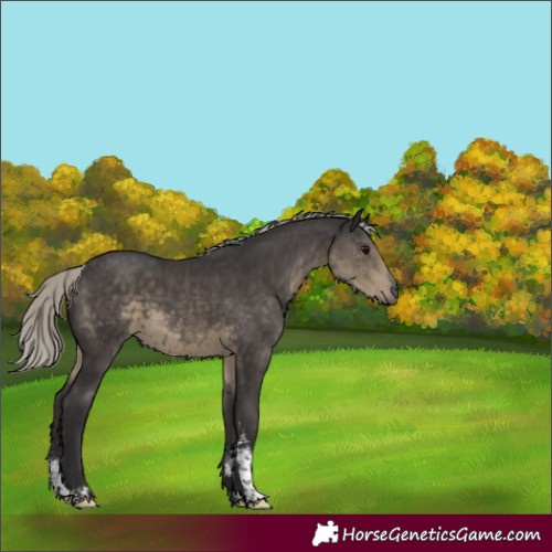 Horse Color:Silver Smoky Black Mushroom Sabino 