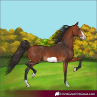 Horse Color:Bay Frame