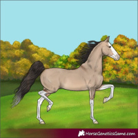 Horse Color:Bay Dun Splash 