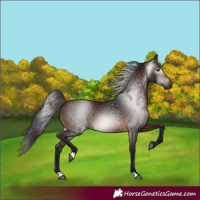 Horse Color:Gray Bay