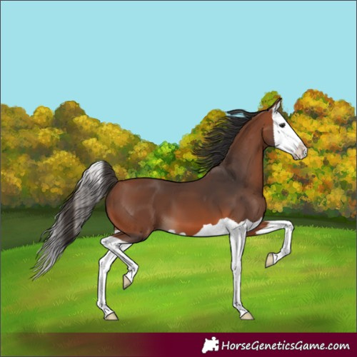 Horse Color:Bay Splash 