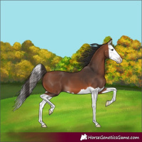 Horse Color:Bay Splash 