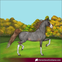 Horse Color:Liver Red Roan Splash 