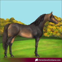 Horse Color:Buckskin