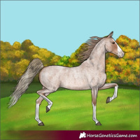 Horse Color:Red Roan Splash 