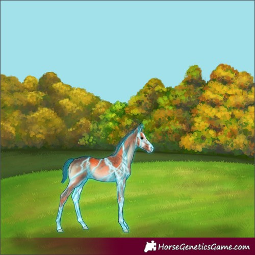 Horse Color:Thunderstruck Brown Onyx 