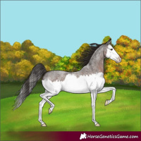 Horse Color:Liver Red Roan Splash 
