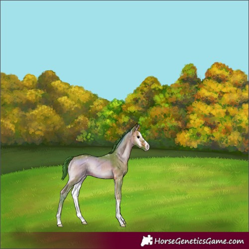 Horse Color:Watercolor Brown Onyx 