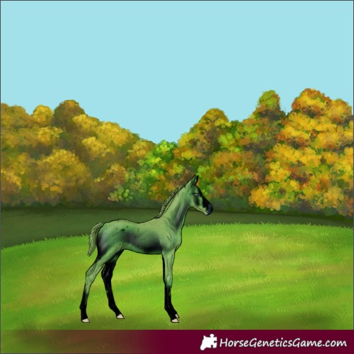 Horse Color:ERROR: UNKNOWN ANOMALY