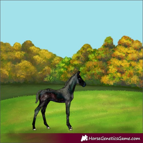 Horse Color:ERROR: UNKNOWN ANOMALY